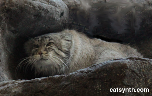 pallas cat