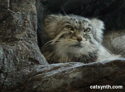 pallas cat