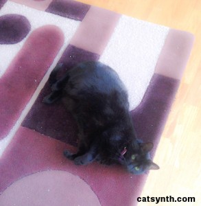 Luna rolling on the carpet