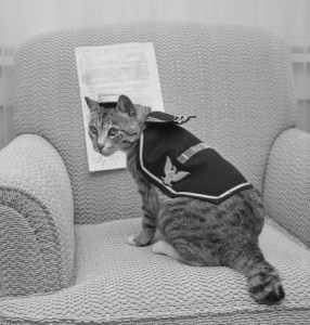 Pooli, a US navy ship cat from World War II