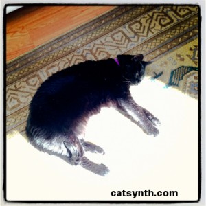 Luna being a Lazy Cat in the Sun.