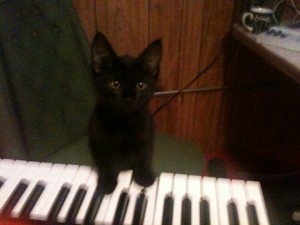 black kitten and keyboard