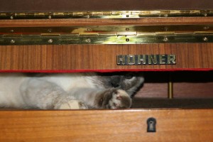Cat with Hoehner Electra Piano