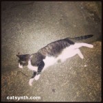 Athena the cat from PDX