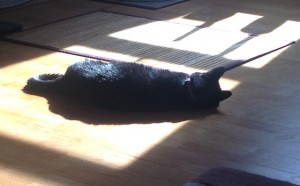 Luna napping in sun puddle