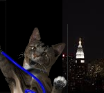 CatSynth NYC