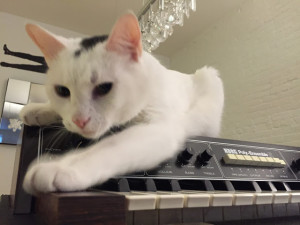 Uno Meow with Korg Poly-Ensemble