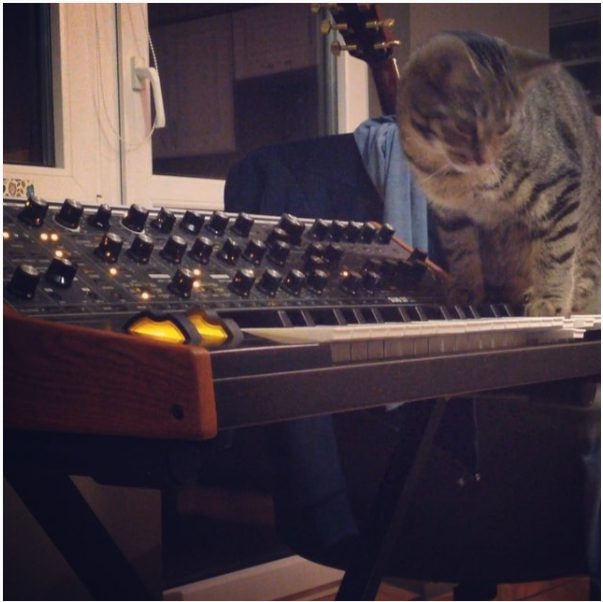 CatSynth Pic: Cat and Moog Sub 37